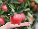 Buah Apple Manfaat Buah Apple Manfaat