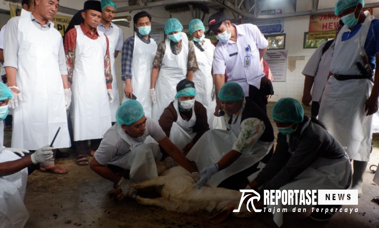 Dispertan Banyuwangi siapkan ratusan hewan kurban halal jelang idul adha