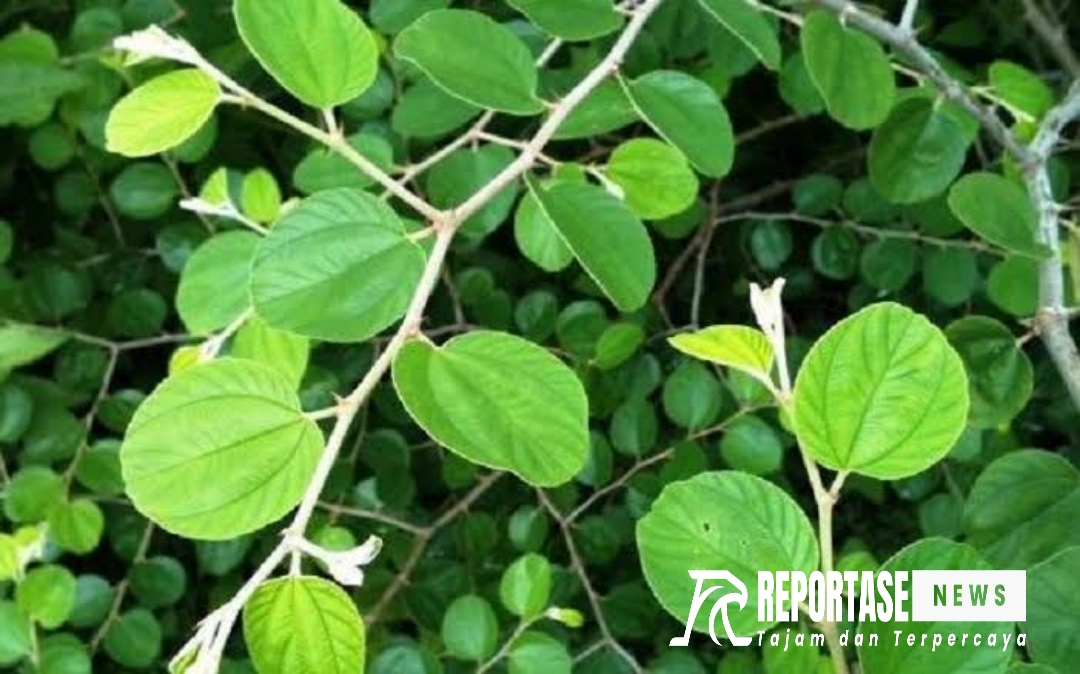 Mamfaat daun bidara