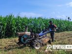 Babinsa Yosowilangun Lor Koramil 0821/11 Yosowilangun, Serda Dafit Mardianto, melaksanakan kegiatan pendampingan Hanpangan dalam pengolahan lahan tanam jagung. Babinsa Yosowilangun Lor Koramil 0821/11 Yosowilangun, Serda Dafit Mardianto, melaksanakan kegiatan pendampingan Hanpangan dalam pengolahan lahan tanam jagung.