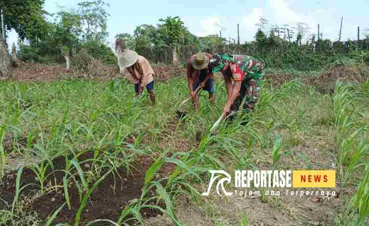 Sertu Sirajudin memberikan arahan mengenai teknik perawatan tanaman jagung yang baik