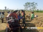 Kopda Dedi Susanto, melaksanakan kegiatan pendampingan panen padi di Dusun Sumberpudak Kopda Dedi Susanto, melaksanakan kegiatan pendampingan panen padi di Dusun Sumberpudak