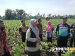 gabungan dari Kelompok Tani (Gapoktan) Desa Gebangan dan Sokaan Kecamatan Krejengan membuat Pupuk Organik Cair (POC)