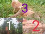Raibnya Pohon di sempadan sungai Dinas Pekerjaan umum pengairan kabupaten Banyuwangi wilayah kerja Korsda Genteng