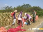Kegiatan pendampingan panen jagung di lahan sawah milik Poktan