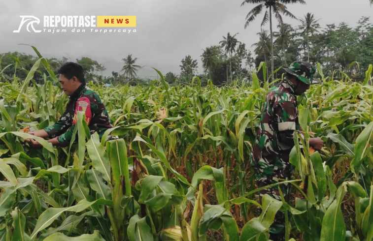 Babinsa Koramil 0825/05 Kalibaru, Serda Agus Muryadi
