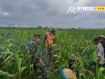 Peran serta TNI dalam kegiatan ketahanan pangan Peran serta TNI dalam kegiatan ketahanan pangan