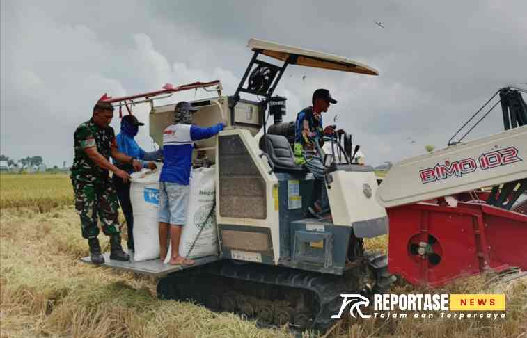 panen padi dengan menggunakan Combine Harvester untuk percepatan