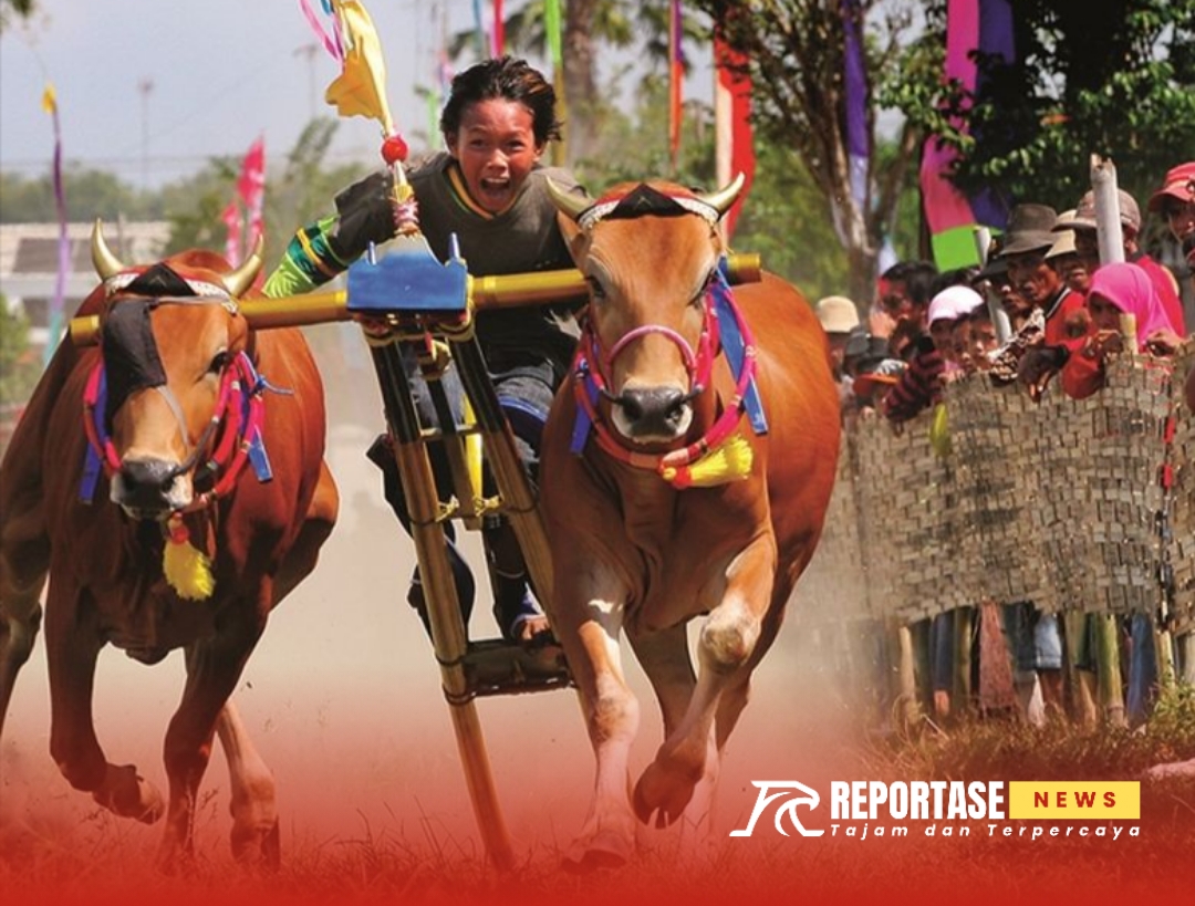 Kejuaraan Kerapan Sapi, Warisan Budaya Madura di Tengah Arus Modernisasi