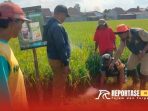 Kegiatan pengendalian hama tikus dengan metode pengasapan Kegiatan pengendalian hama tikus dengan metode pengasapan