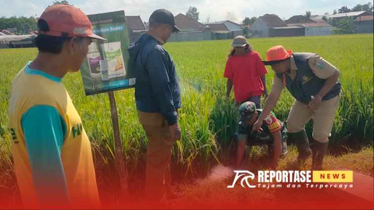 Kegiatan pengendalian hama tikus dengan metode pengasapan