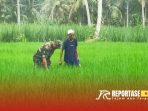 Serda Ahmad Agus Budi Santoso, secara aktif melakukan pendampingan kepada petani setempat