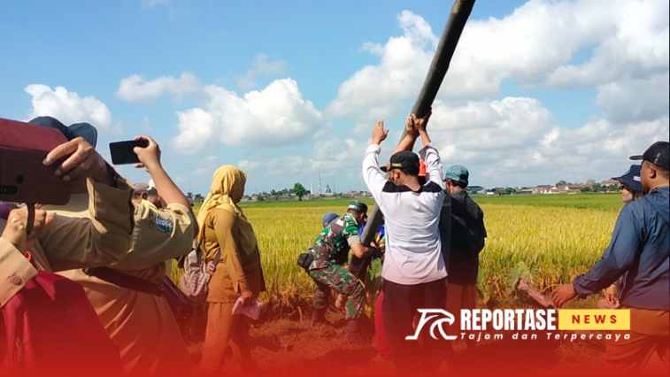 Kegiatan pengendalian Organisme Pengganggu Tanaman (OPT) di lahan Poktan Beji Jaya