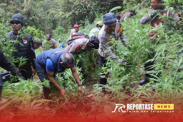 Operasi pencarian ladang ganja di kawasan di kawasan Taman Nasional Bromo Tengger Semeru (TNBTS)