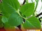 Daun Jinten, Tanaman Herbal Segudang Manfaat untuk Kesehatan Daun Jinten, Tanaman Herbal Segudang Manfaat untuk Kesehatan