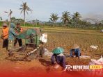 Pendampingan kepada para petani saat panen padi di lahan pertanian