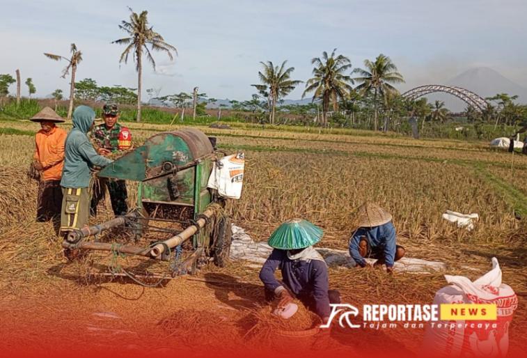Pendampingan kepada para petani saat panen padi di lahan pertanian
