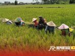 Pendampingan terhadap petani dalam merawat tanaman padi Pendampingan terhadap petani dalam merawat tanaman padi