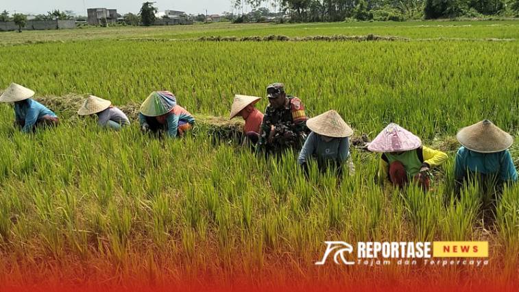 Pendampingan terhadap petani dalam merawat tanaman padi