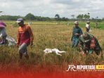Pendampingan panen padi di lahan seluas 1,3 hektare