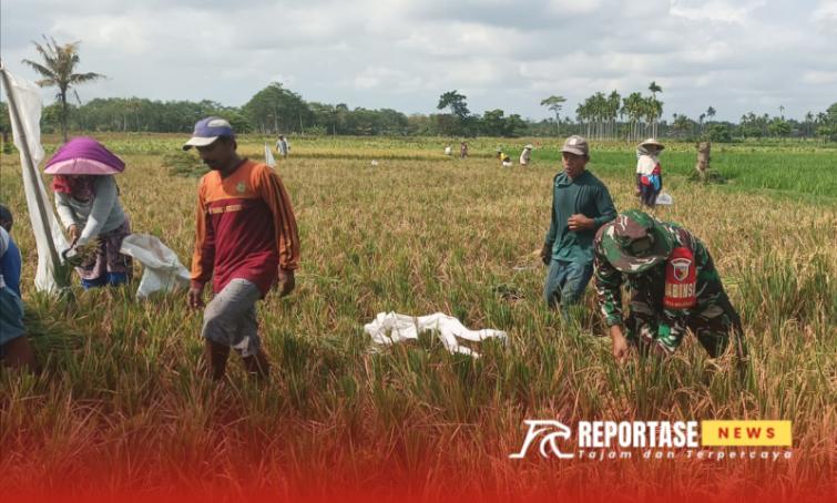 Pendampingan panen padi di lahan seluas 1,3 hektare