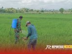 Pendampingan penyemprotan dan penyiangan gulma di lahan padi Pendampingan penyemprotan dan penyiangan gulma di lahan padi
