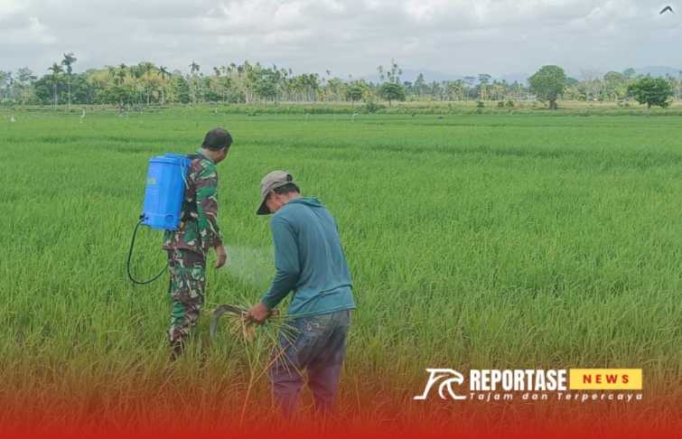 Pendampingan penyemprotan dan penyiangan gulma di lahan padi