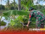 Pendampingan pertanian oleh Babinsa Pendampingan pertanian oleh Babinsa